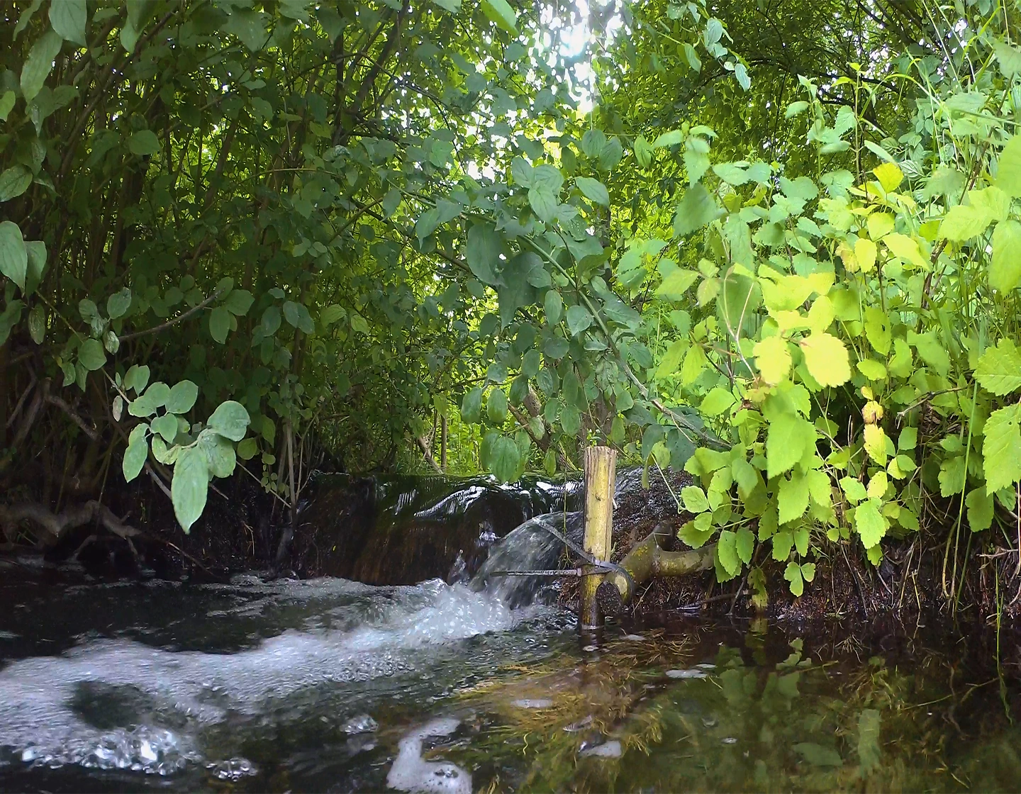 Zulauf in den Dinnedahlsee